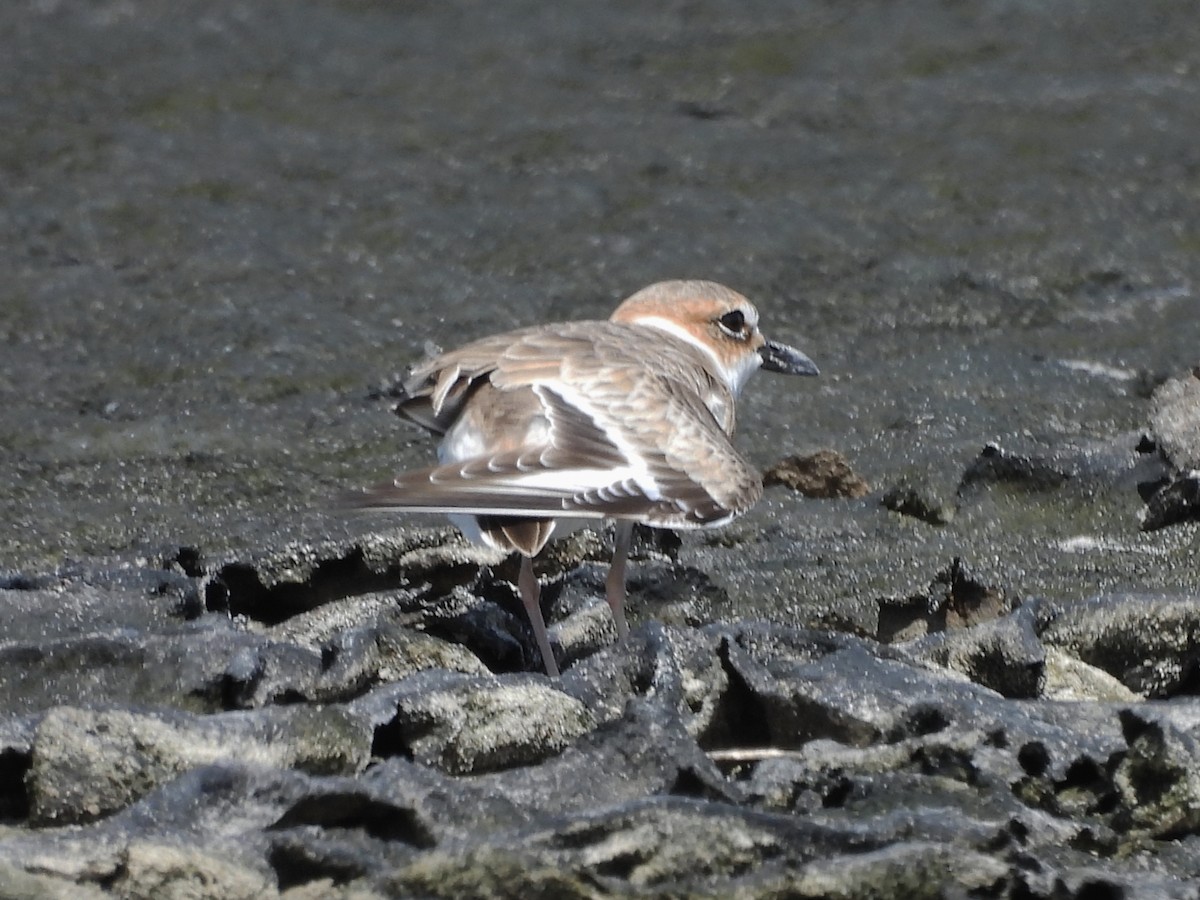 Wilson's Plover - ML646722695