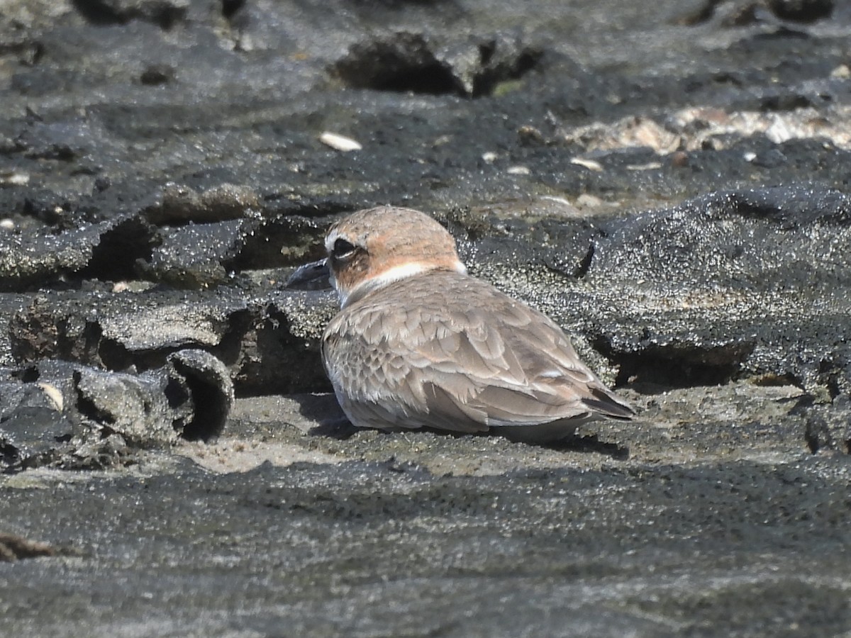 Wilson's Plover - ML646722696