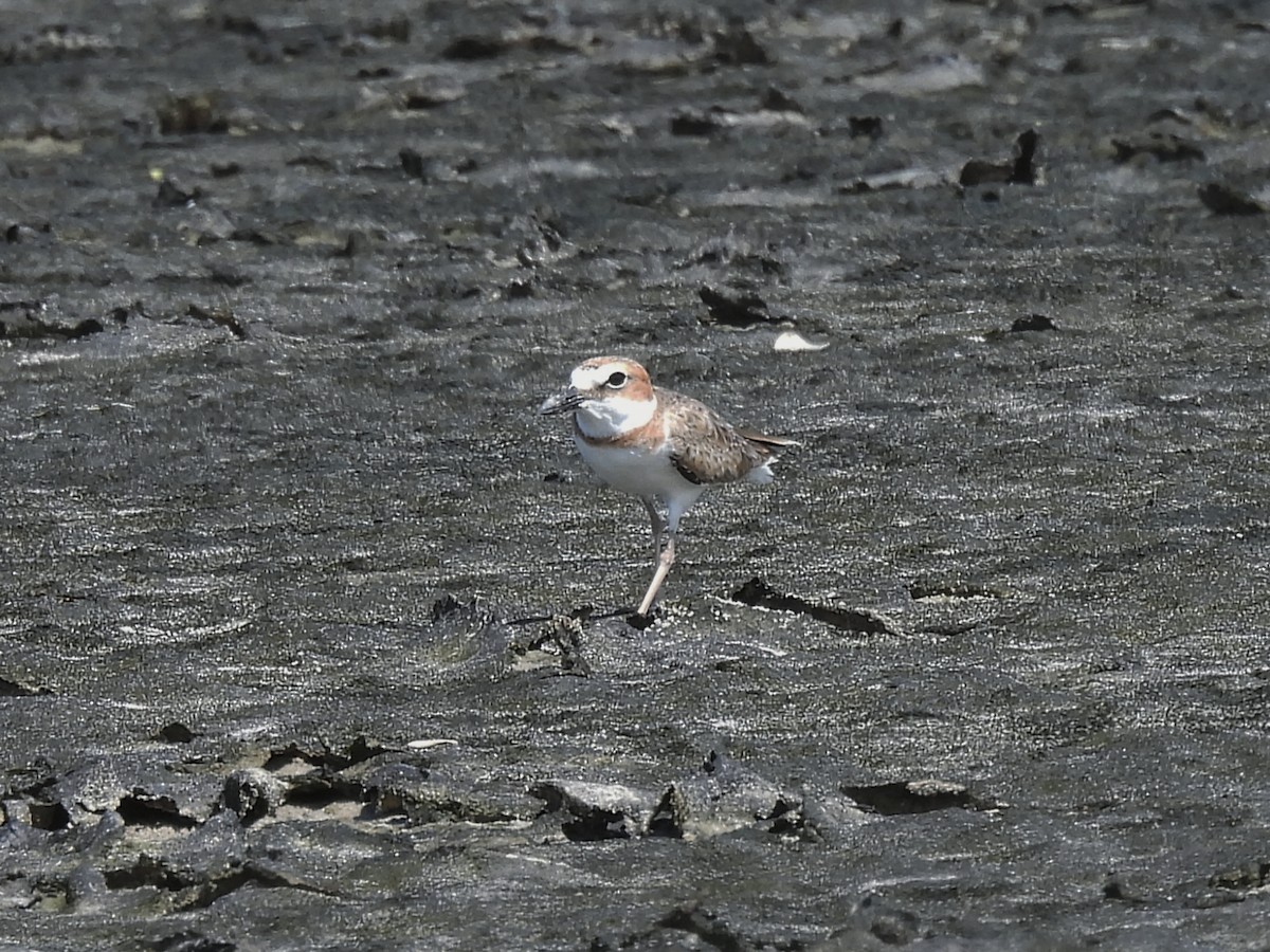 Wilson's Plover - ML646722697