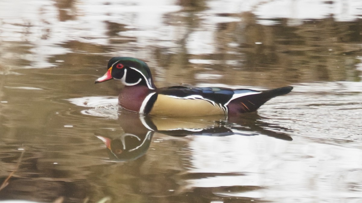 Wood Duck - ML646722698