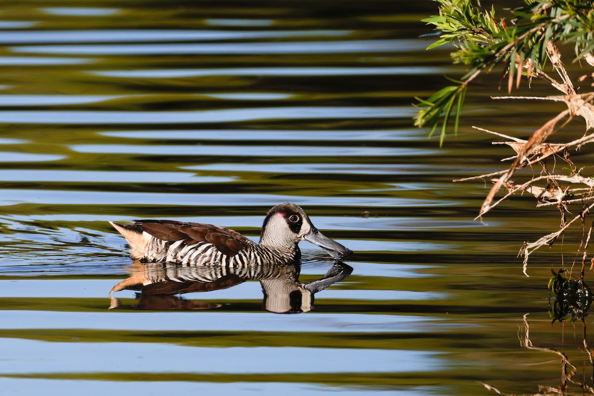 Pink-eared Duck - ML646722703