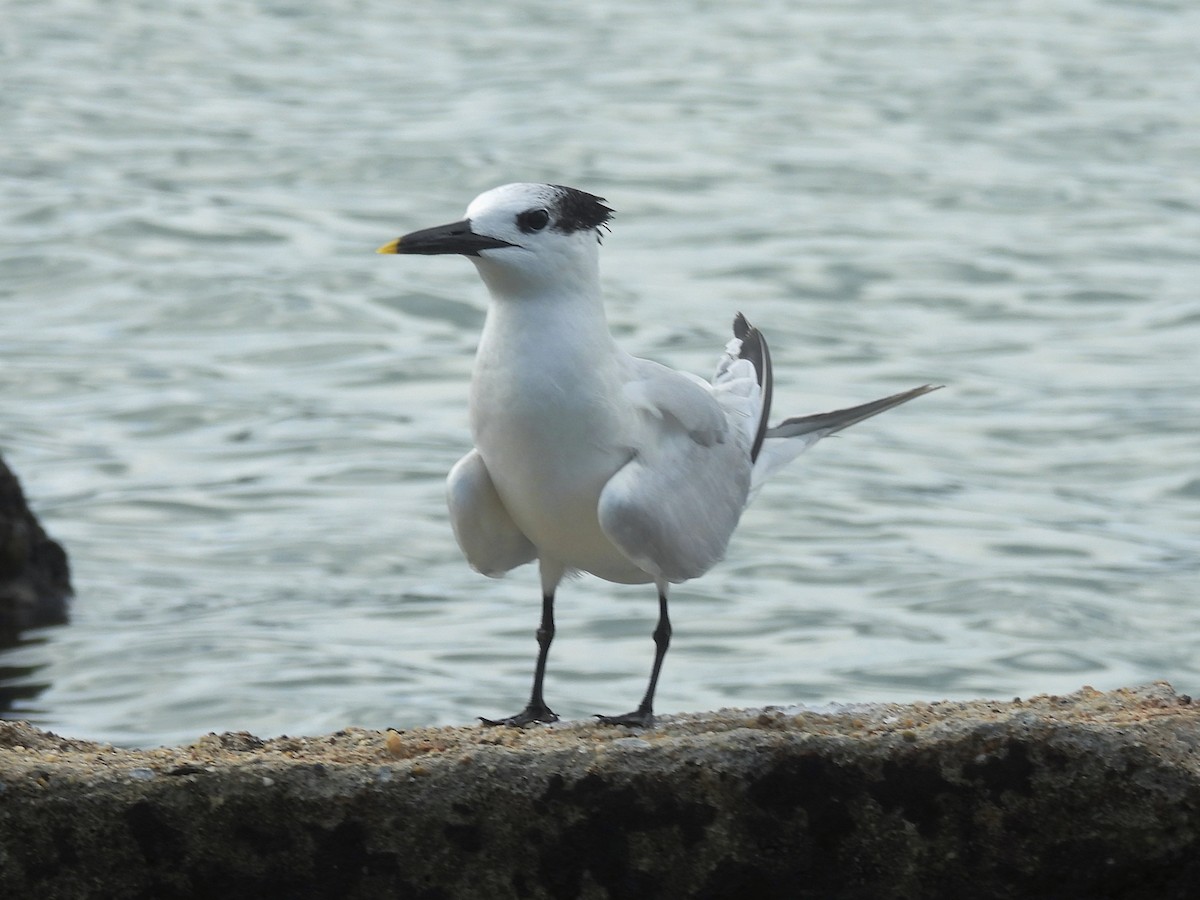 Txenada hankabeltza - ML646722704