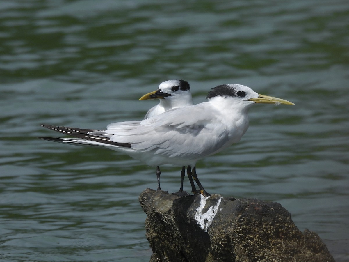 Txenada hankabeltza - ML646722705