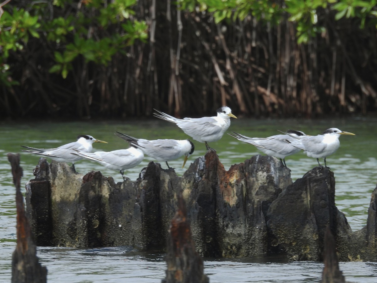 Txenada hankabeltza - ML646722706