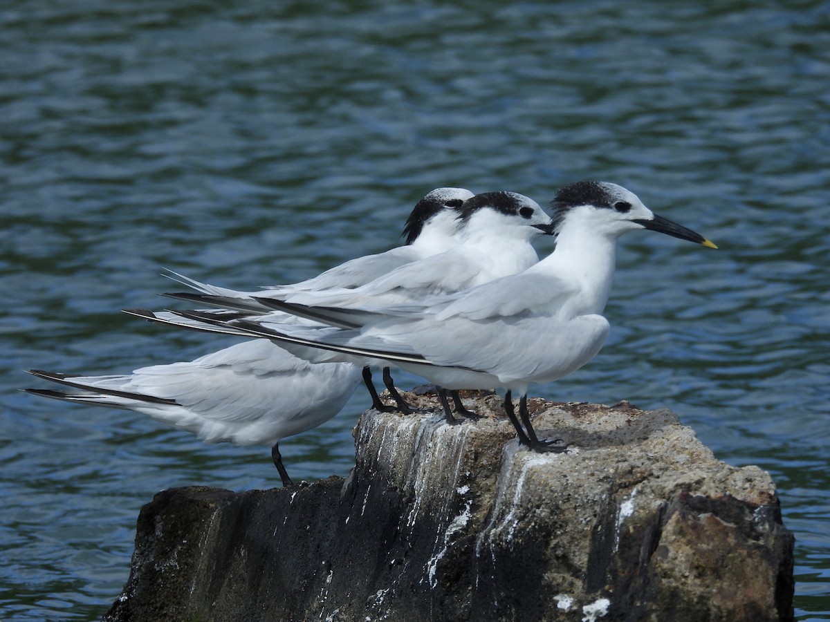 Txenada hankabeltza - ML646722707