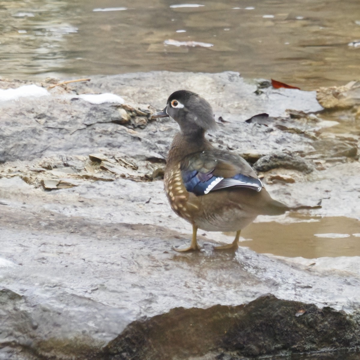 Wood Duck - ML646722709