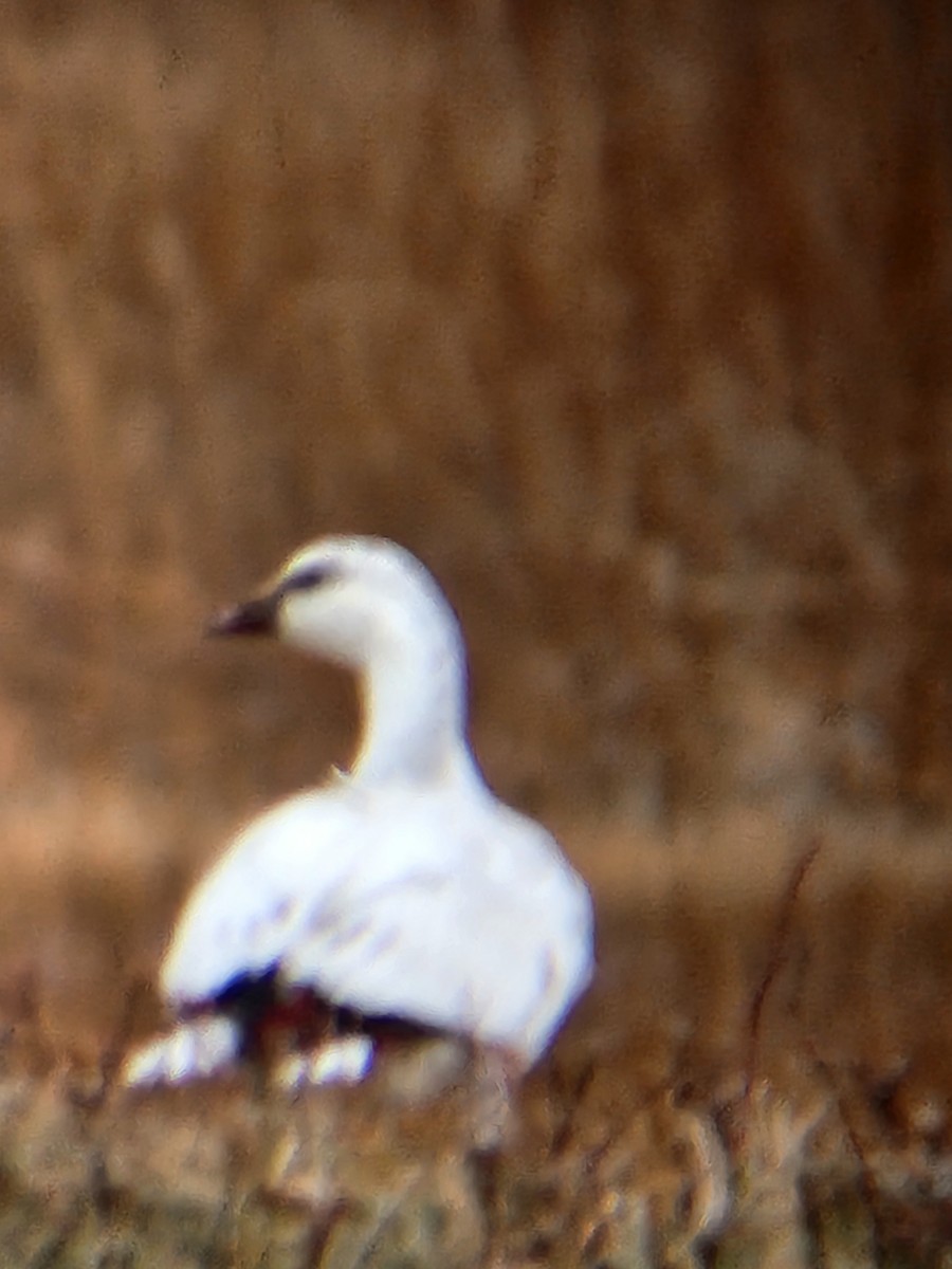 Ross's Goose - ML646722710