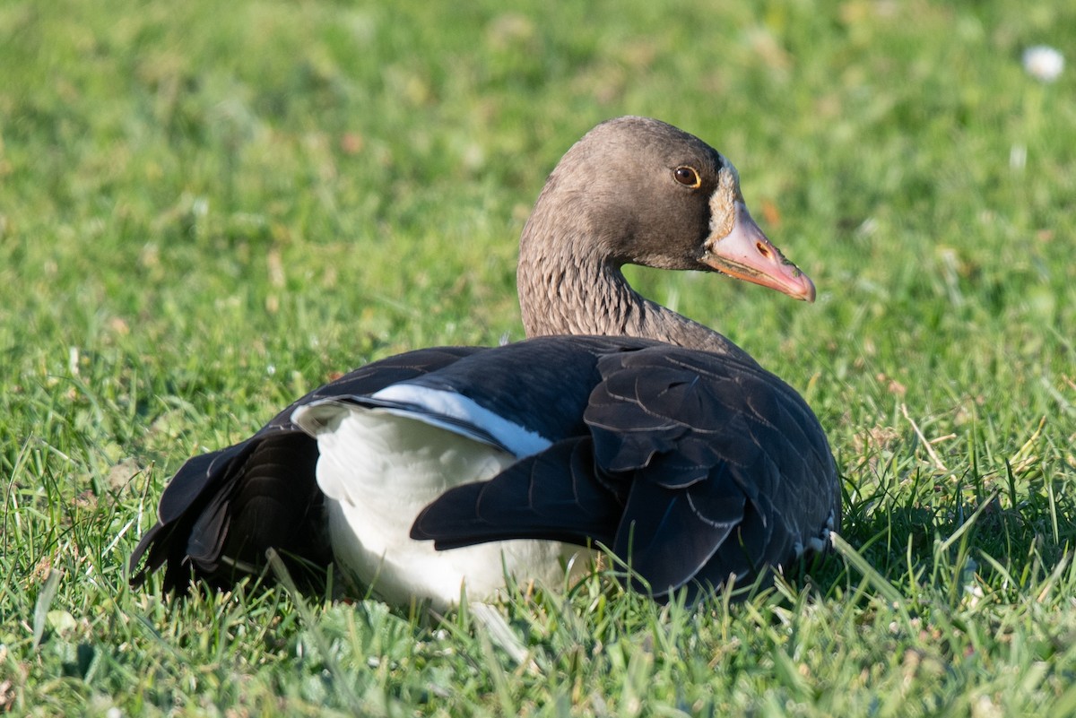 Blässgans - ML646722716