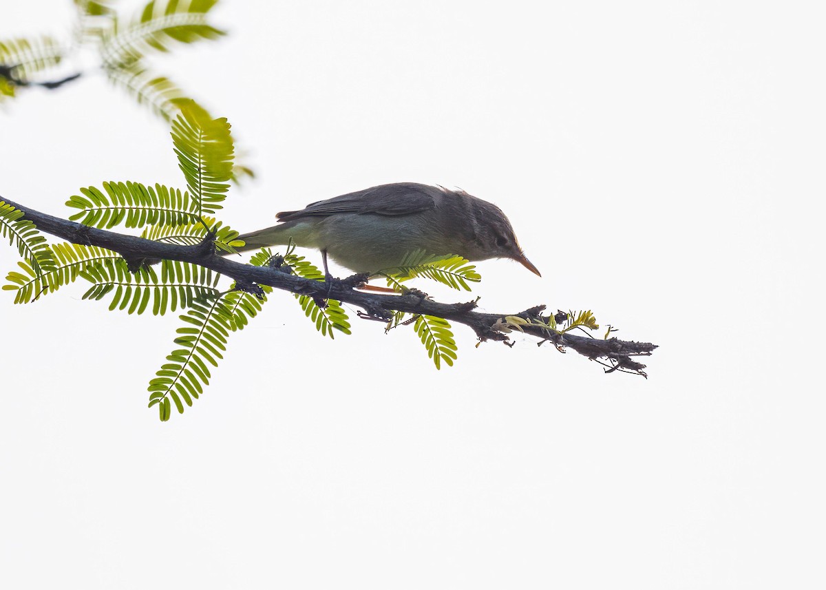 Sykes's Warbler - ML646722719