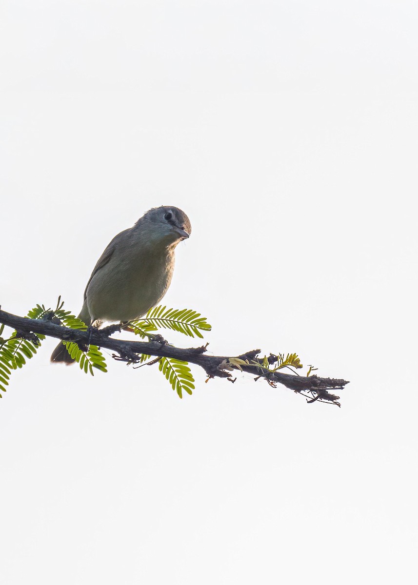 Sykes's Warbler - ML646722720