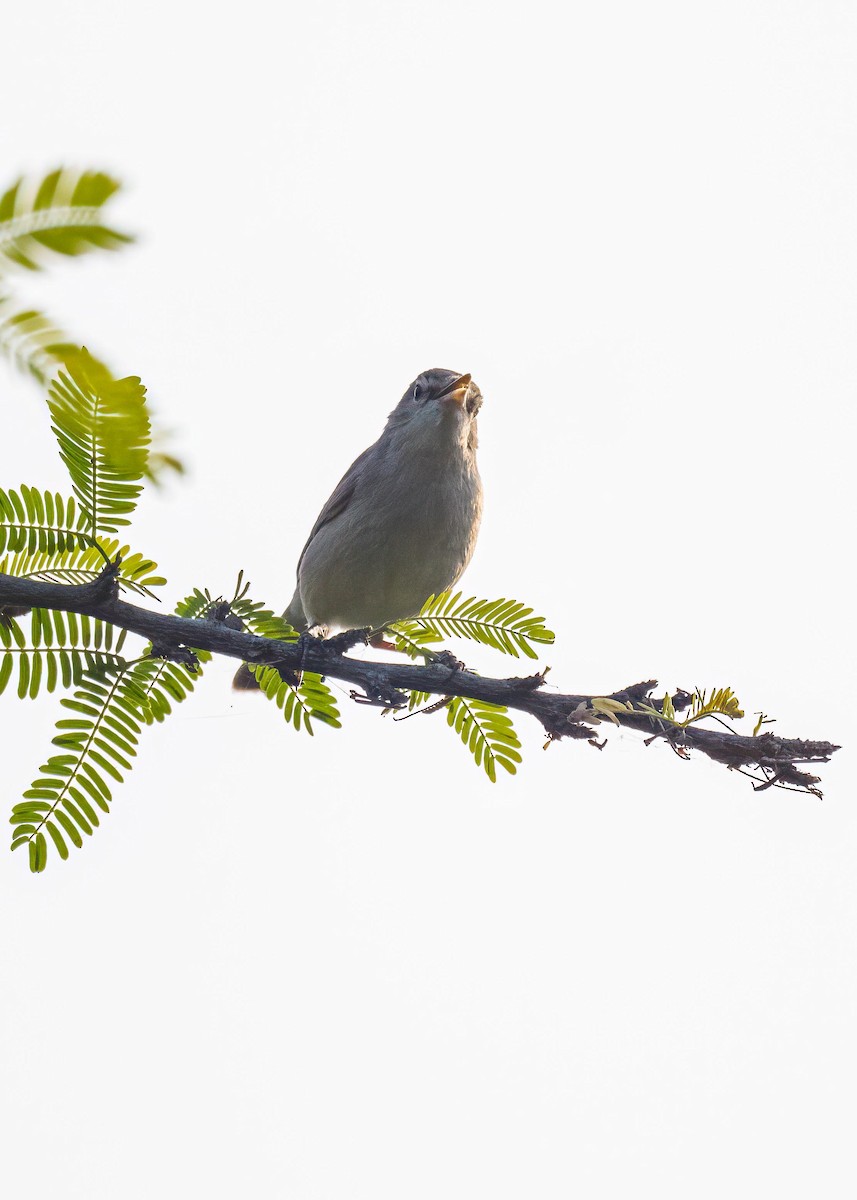 Sykes's Warbler - ML646722721