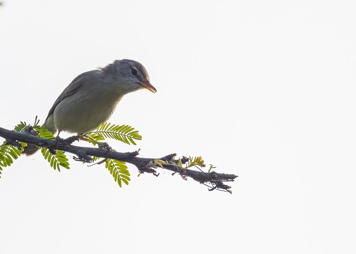Sykes's Warbler - ML646722722
