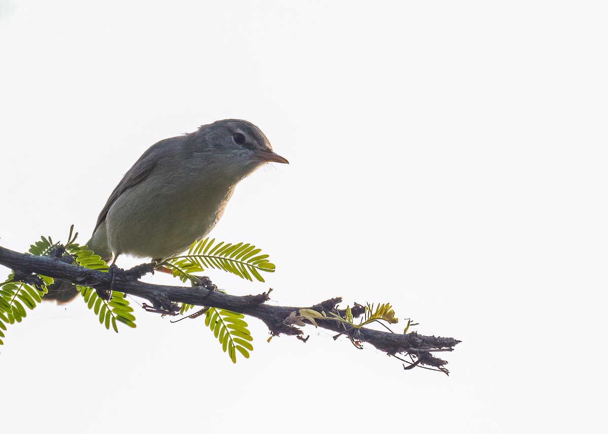 Sykes's Warbler - ML646722723