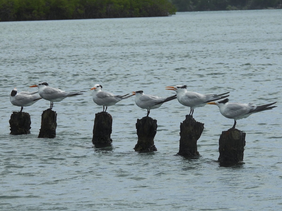 Royal Tern - ML646722724