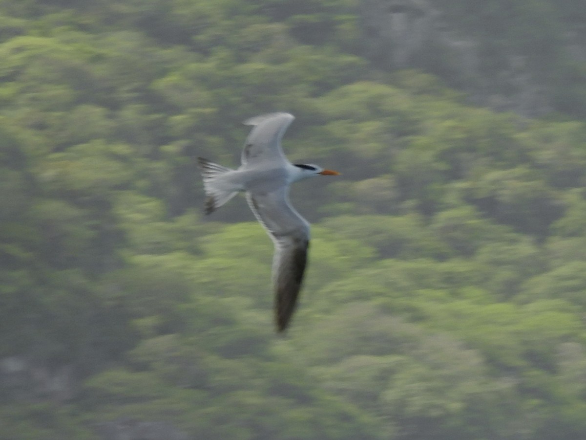 Royal Tern - ML646722725