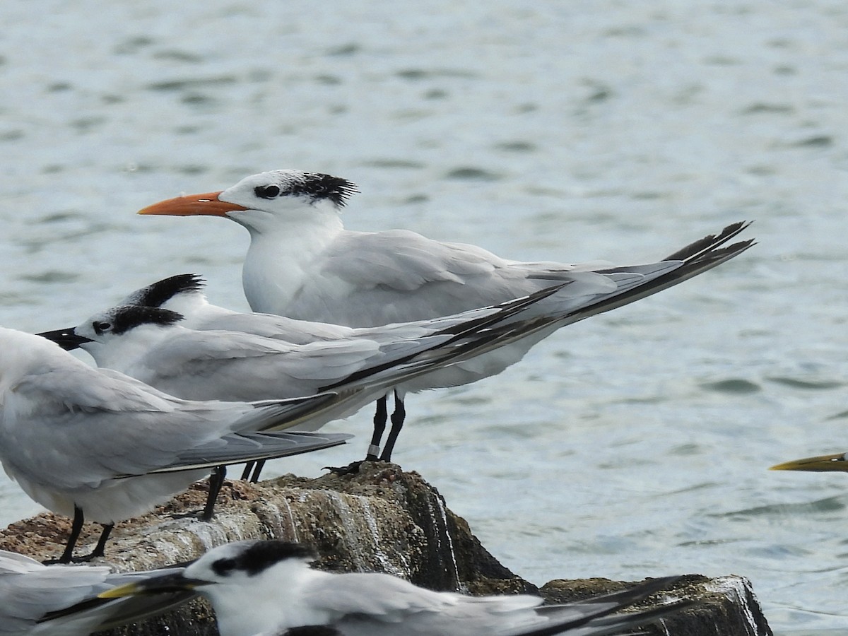 Royal Tern - ML646722726