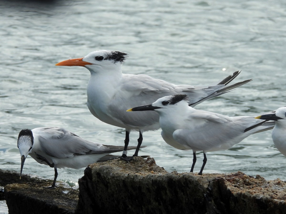 Royal Tern - ML646722727