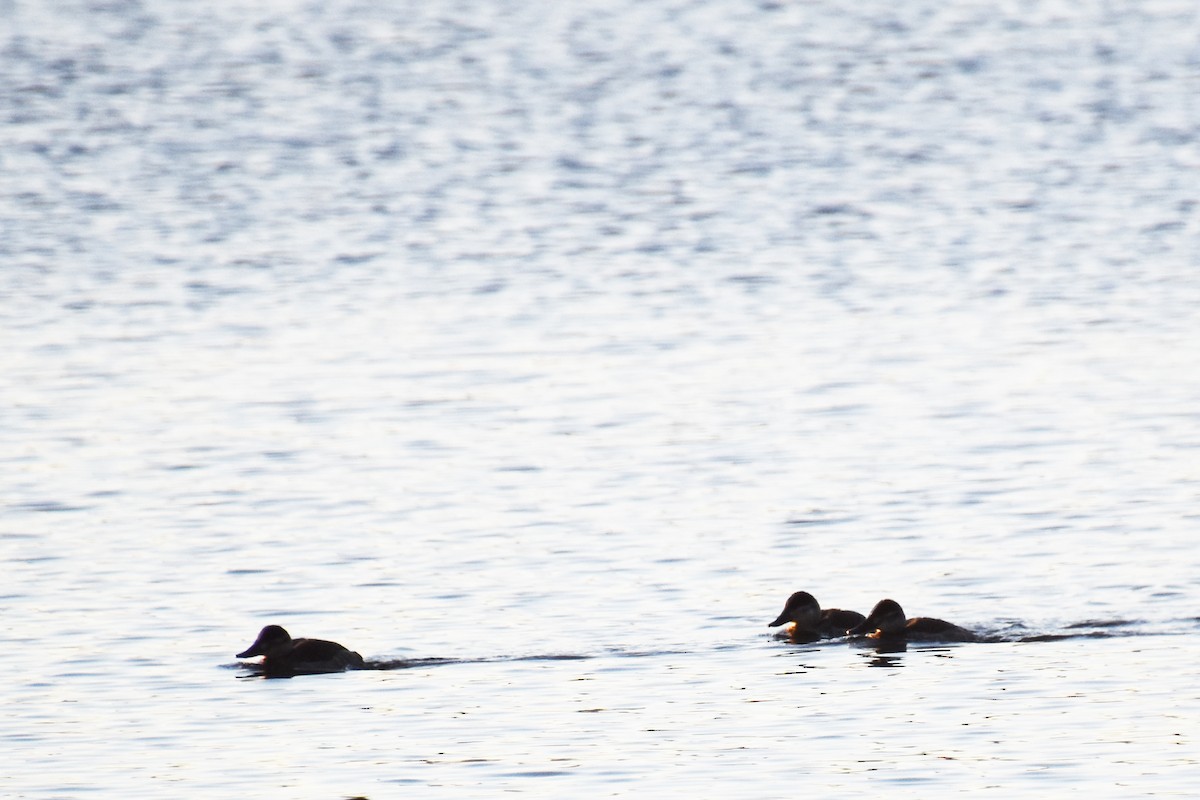 Американская савка - ML646722730