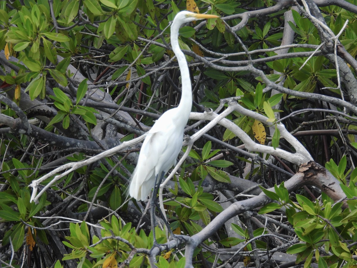 Great Egret - ML646722733