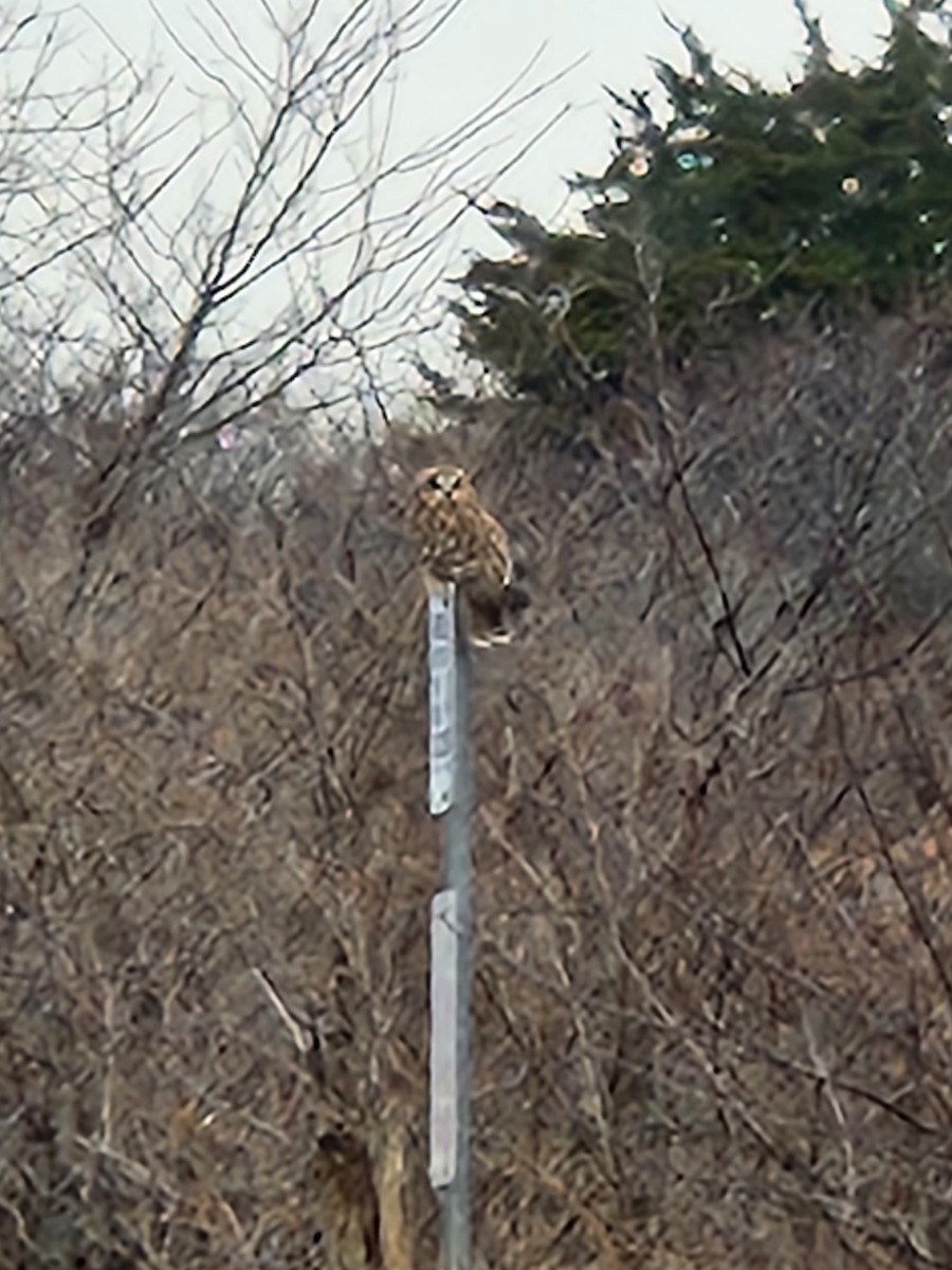 Zingira-hontza - ML646722734