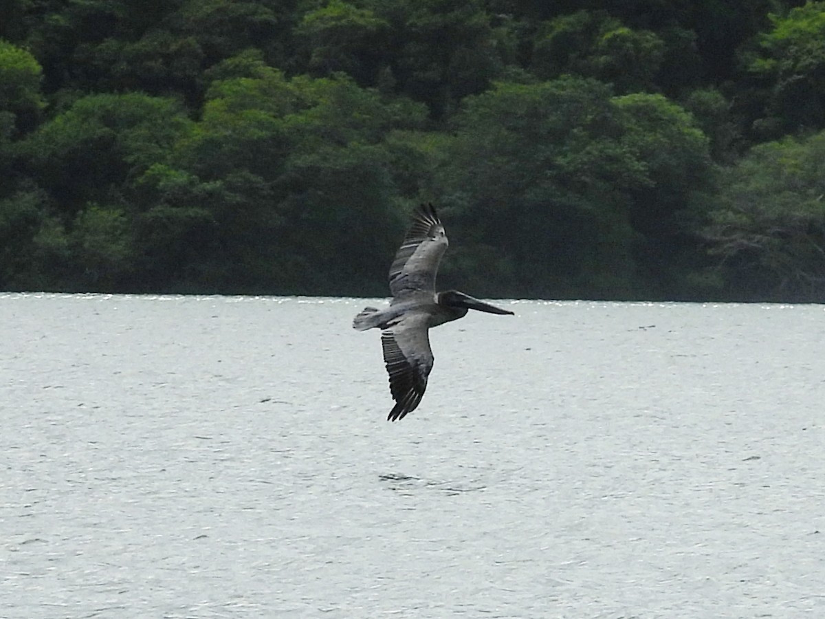 Brown Pelican - ML646722743