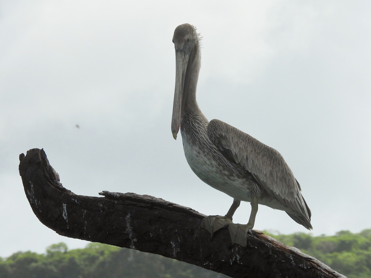 Brown Pelican - ML646722744