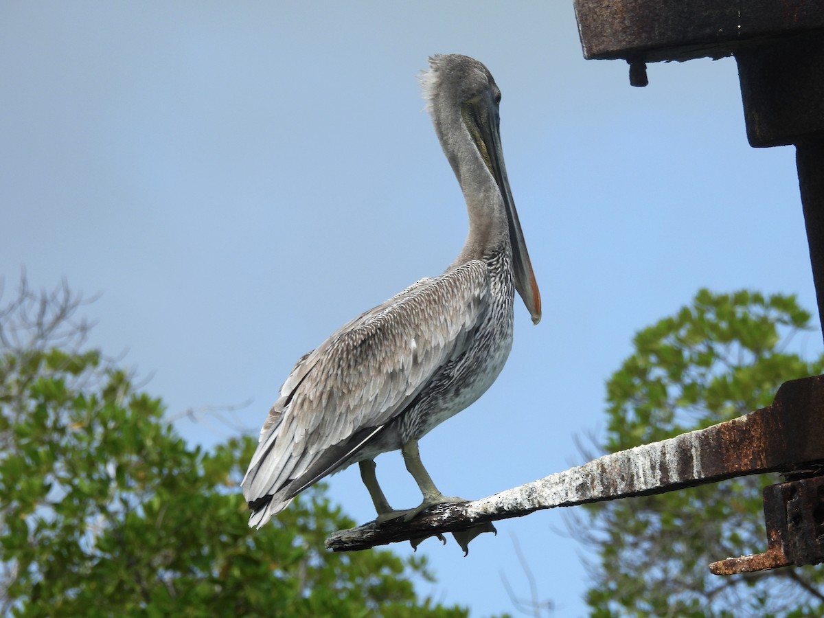 Brown Pelican - ML646722745
