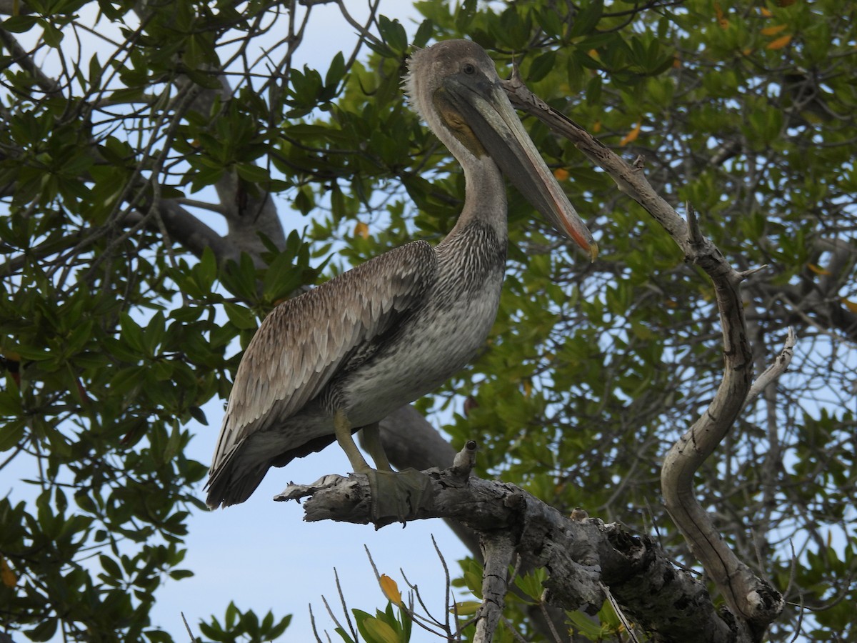 Brown Pelican - ML646722746