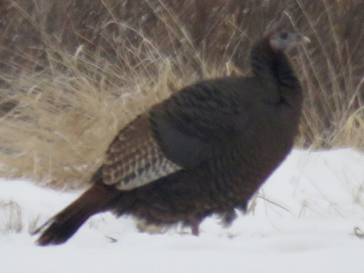 Wild Turkey - ML646722747