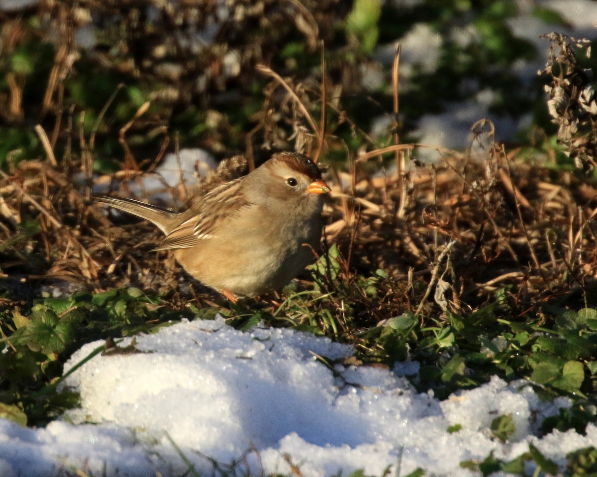 White-crowned Sparrow (Gambel's) - ML646722749
