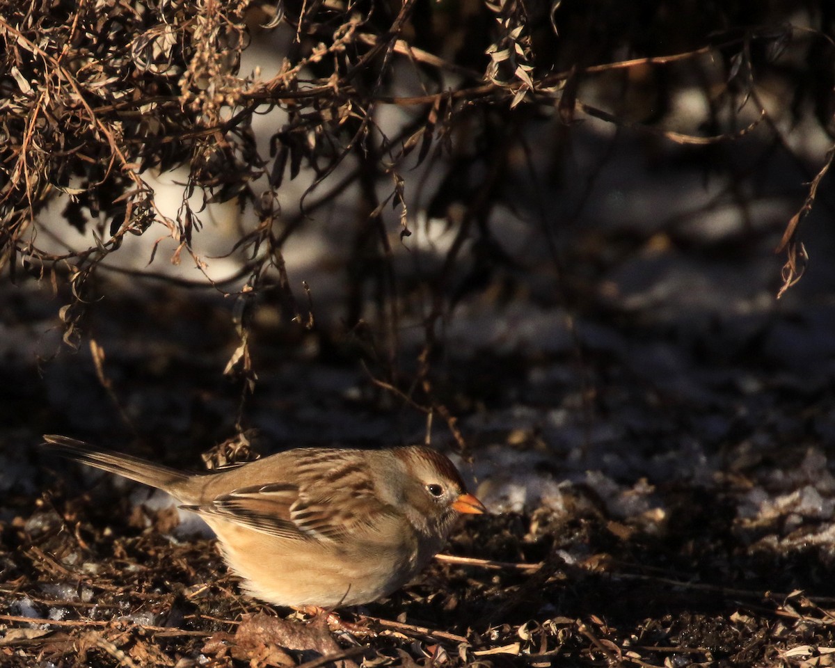 White-crowned Sparrow (Gambel's) - ML646722750