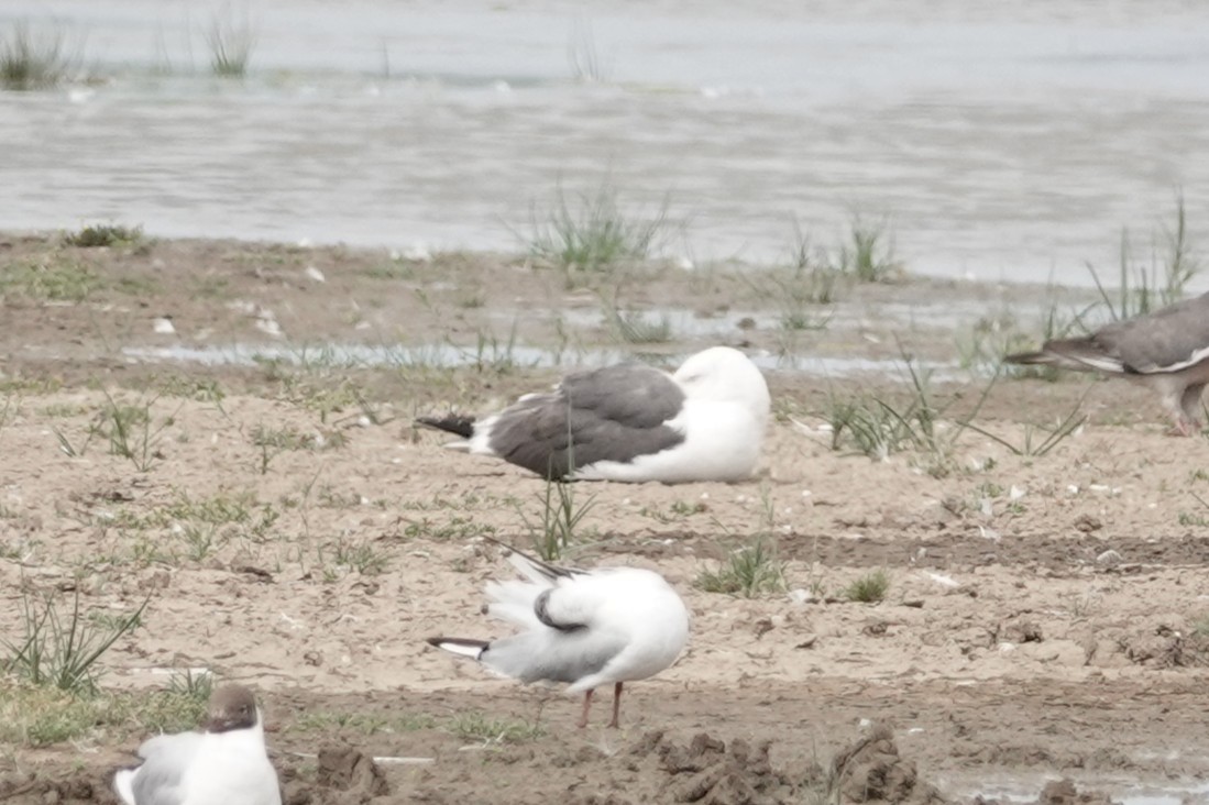 Zafferano - ML646722755