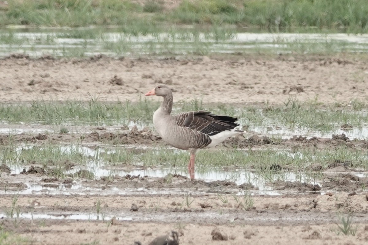 Oie cendrée - ML646722758