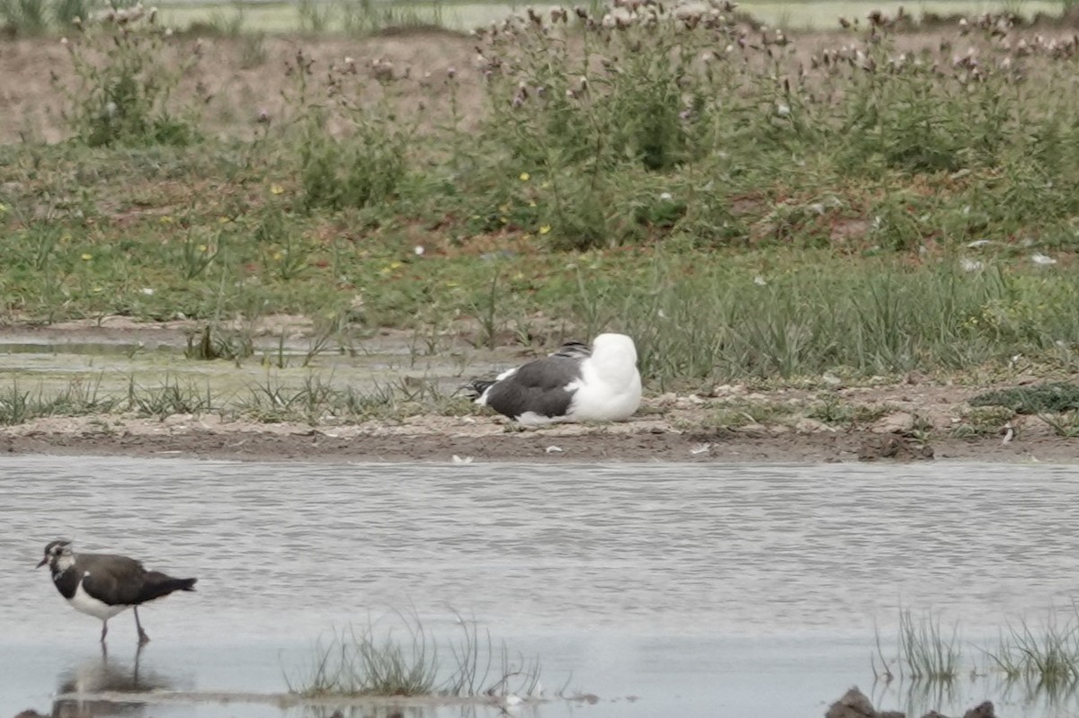 Zafferano - ML646722761