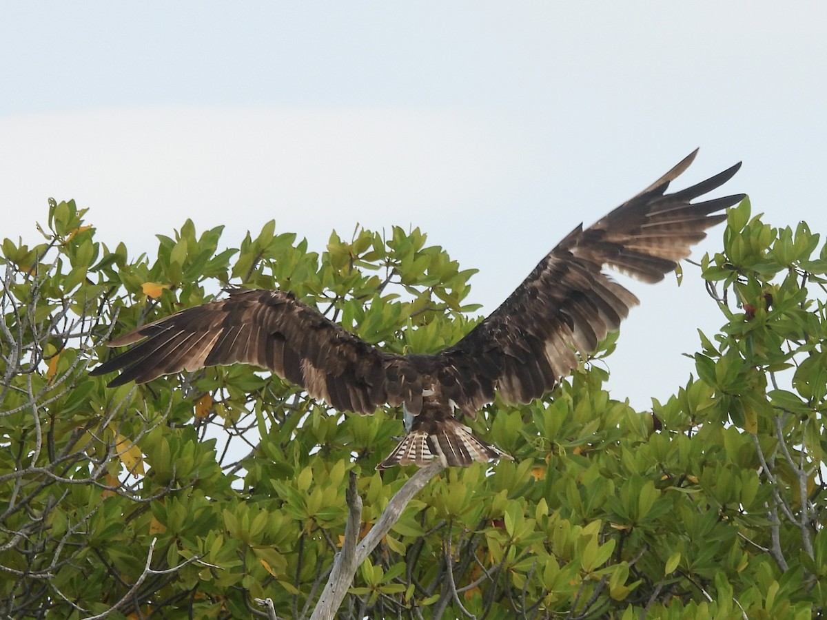 Osprey - ML646722771
