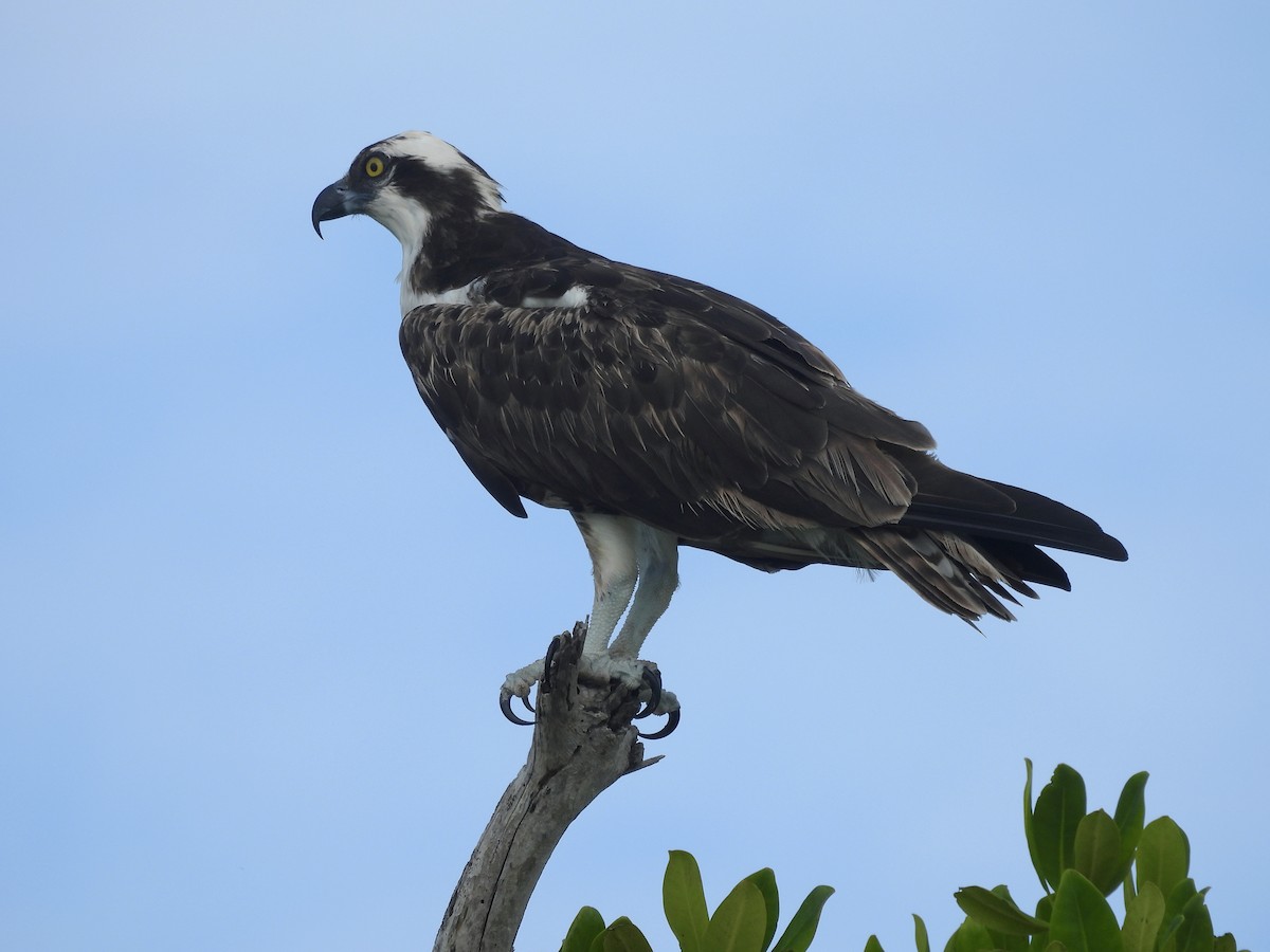 Osprey - ML646722772
