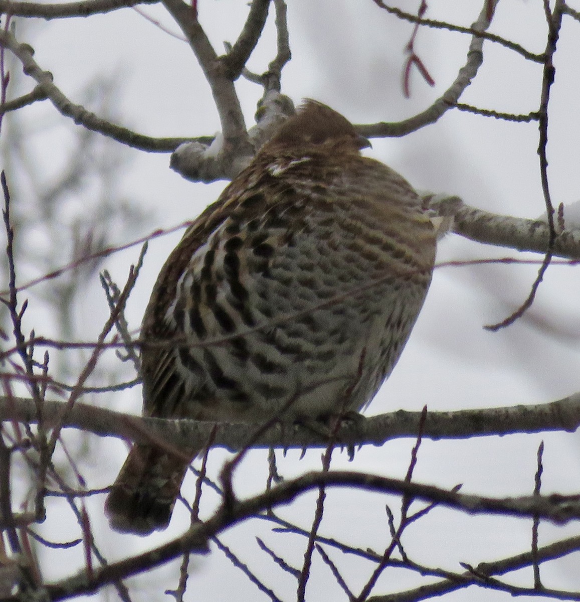 Ruffed Grouse - ML646722773