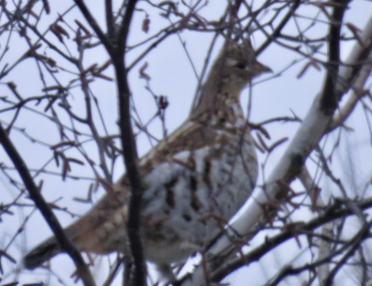 Ruffed Grouse - ML646722774