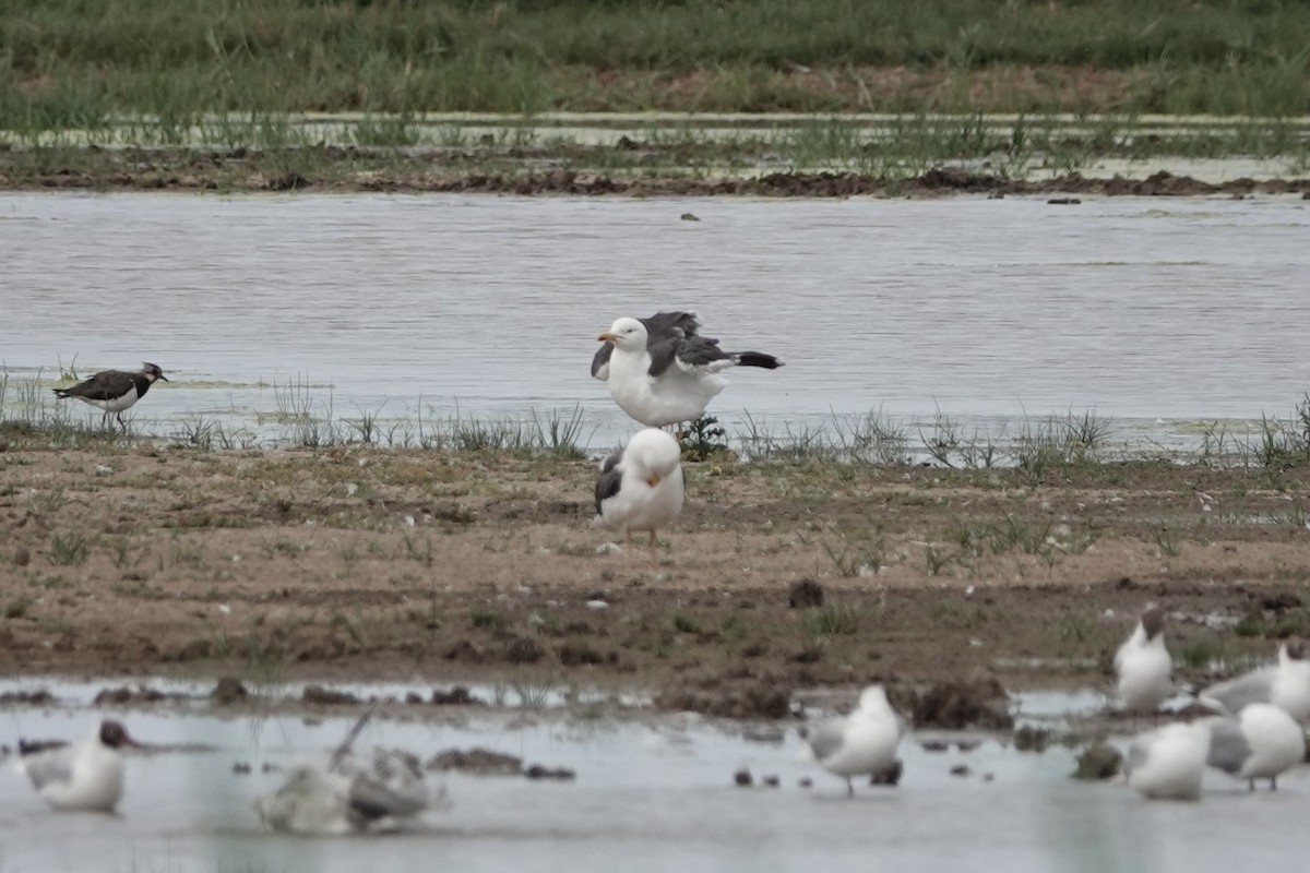 Zafferano - ML646722791