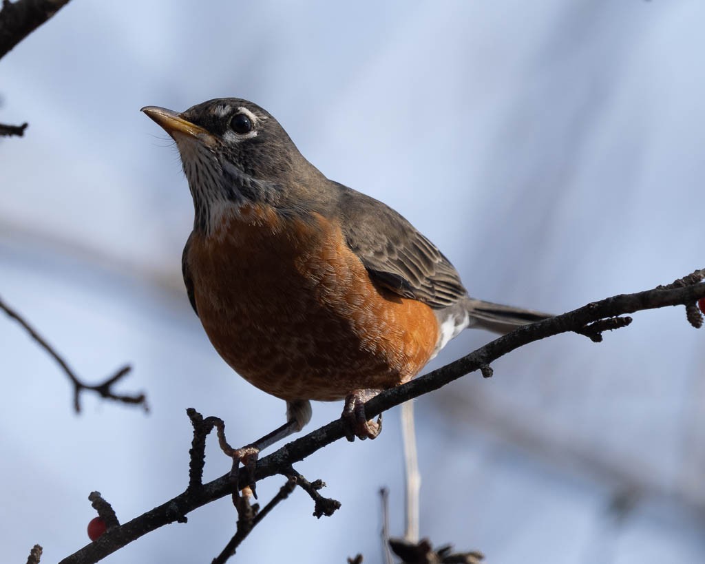 American Robin - ML646722806