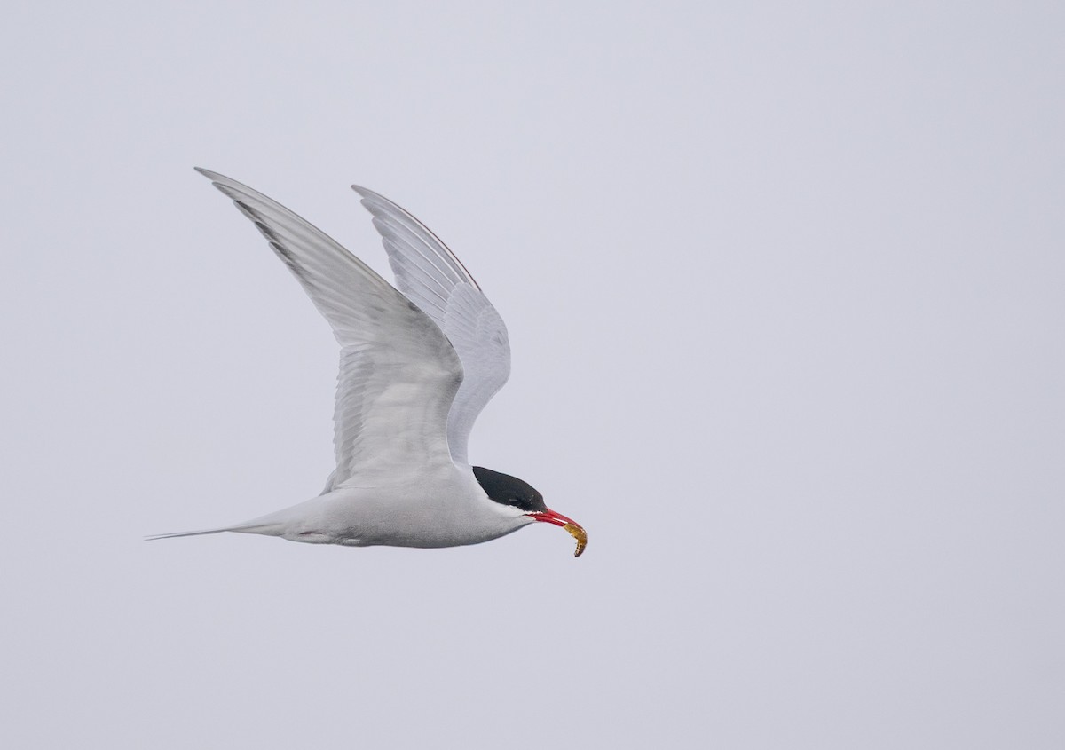 Antarctic Tern - ML646722808