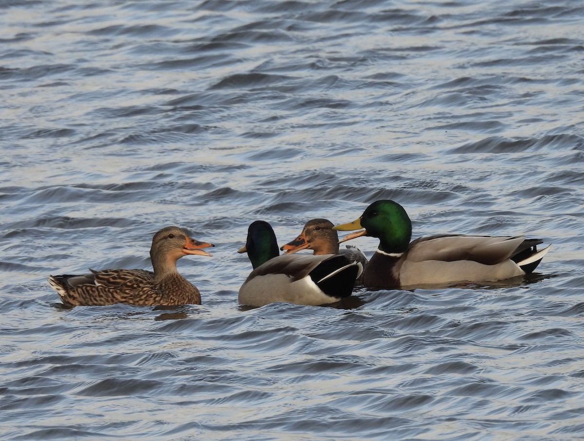 Mallard - ML646722813