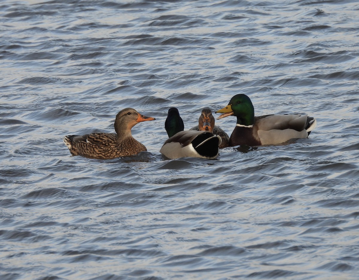 Mallard - ML646722814