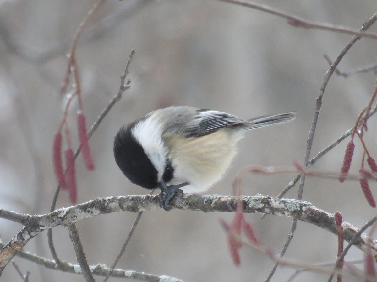 Black-capped Chickadee - ML646722818