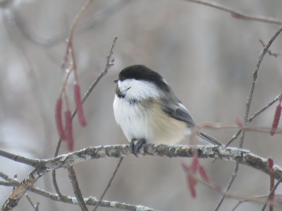 Black-capped Chickadee - ML646722819