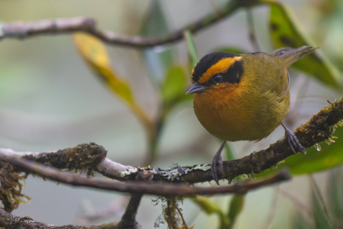 Orange-browed Hemispingus - ML646722820