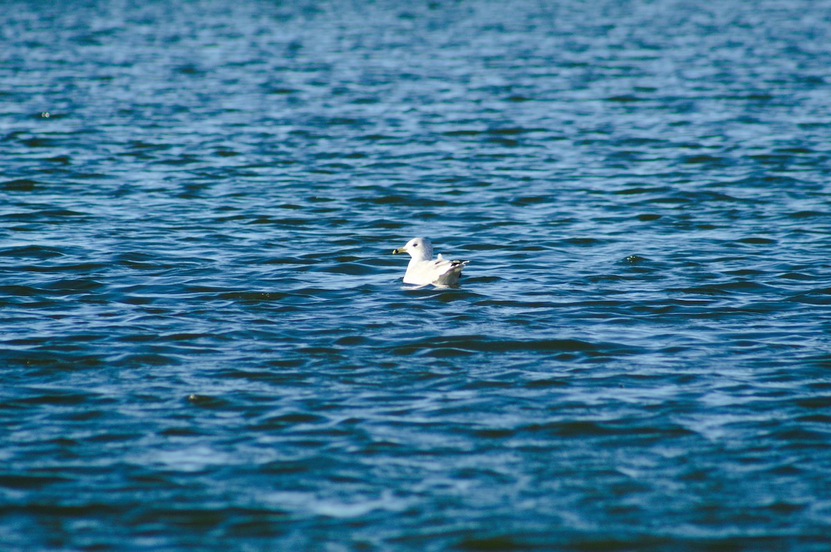 Ring-billed Gull - ML646722821