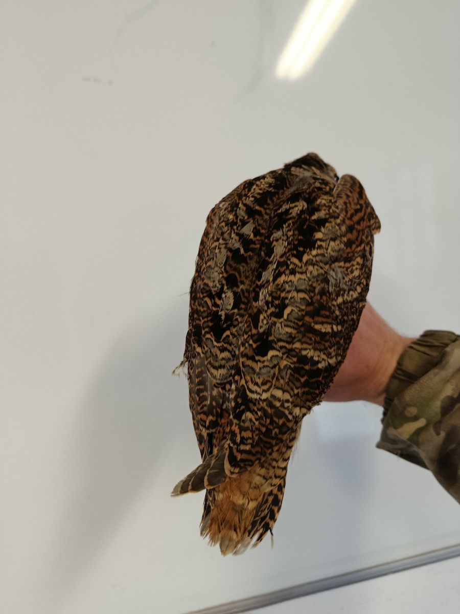 Eurasian Woodcock - ML646722822