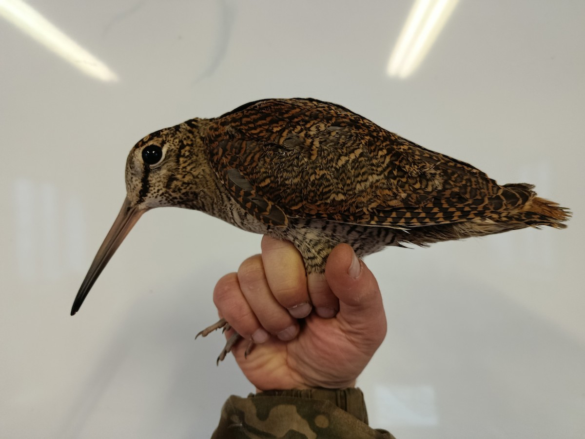 Eurasian Woodcock - ML646722823