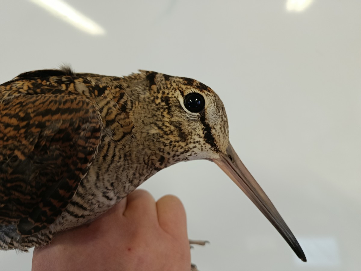 Eurasian Woodcock - ML646722824